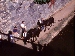horses